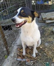 ZOROS, Hund, Mischlingshund in Griechenland - Bild 2