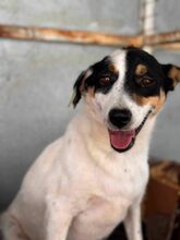 ZOROS, Hund, Mischlingshund in Griechenland - Bild 3