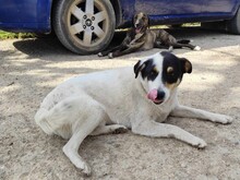 ZOROS, Hund, Mischlingshund in Griechenland - Bild 6