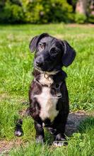 GUSTEK, Hund, Mischlingshund in Gnarrenburg - Bild 1