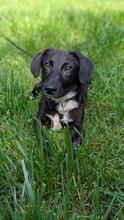 GUSTEK, Hund, Mischlingshund in Gnarrenburg - Bild 2