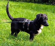 GUSTEK, Hund, Mischlingshund in Gnarrenburg - Bild 3