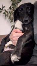 GUSTEK, Hund, Mischlingshund in Gnarrenburg - Bild 4