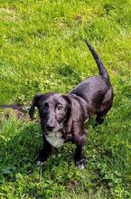 GUSTEK, Hund, Mischlingshund in Gnarrenburg - Bild 6