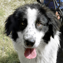 HASKO, Hund, Mischlingshund in Kroatien - Bild 1