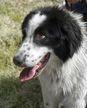 HASKO, Hund, Mischlingshund in Kroatien - Bild 2