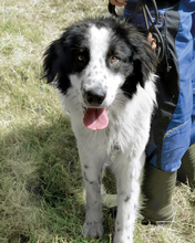 HASKO, Hund, Mischlingshund in Kroatien - Bild 3