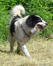 HASKO, Hund, Mischlingshund in Kroatien - Bild 4