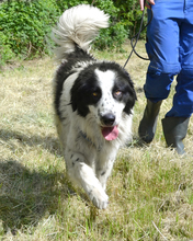 HASKO, Hund, Mischlingshund in Kroatien - Bild 5