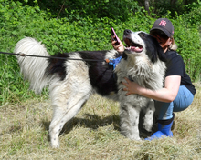 HASKO, Hund, Mischlingshund in Kroatien - Bild 6
