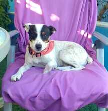 LUCIA, Hund, Bodeguero Andaluz-Mix in Spanien