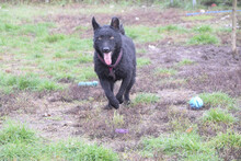 OLIVER, Hund, Mischlingshund in Ungarn - Bild 2