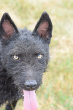 OLIVER, Hund, Mischlingshund in Ungarn - Bild 4