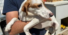 GABRIELLINA, Hund, Mischlingshund in Italien - Bild 2