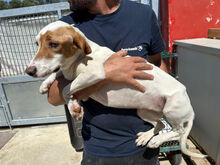 GABRIELLINA, Hund, Mischlingshund in Italien - Bild 3