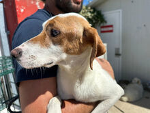 GABRIELLINA, Hund, Mischlingshund in Italien - Bild 4