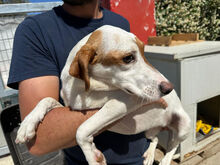 GABRIELLINA, Hund, Mischlingshund in Italien - Bild 5
