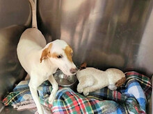 GABRIELLINA, Hund, Mischlingshund in Italien - Bild 6