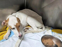 GABRIELLINA, Hund, Mischlingshund in Italien - Bild 7