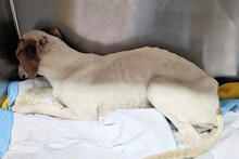 GABRIELLINA, Hund, Mischlingshund in Italien - Bild 8