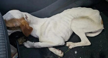 GABRIELLINA, Hund, Mischlingshund in Italien - Bild 9