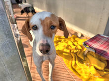 GABRIELLINA, Hund, Mischlingshund in Mannheim