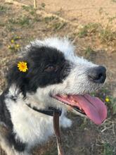 NICKY, Hund, Wasserhund-Mix in Spanien - Bild 1