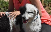 NICKY, Hund, Wasserhund-Mix in Spanien - Bild 2