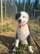NICKY, Hund, Wasserhund-Mix in Spanien - Bild 3