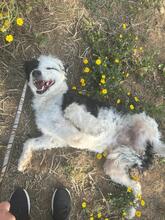 NICKY, Hund, Wasserhund-Mix in Spanien - Bild 4
