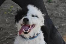 NICKY, Hund, Wasserhund-Mix in Spanien - Bild 5