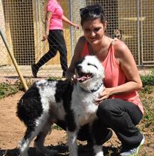 NICKY, Hund, Wasserhund-Mix in Spanien - Bild 6