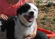 NICKY, Hund, Wasserhund-Mix in Spanien - Bild 7