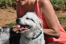 NICKY, Hund, Wasserhund-Mix in Spanien - Bild 8