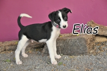 ELIAS, Hund, Border Collie-Mix in Spanien