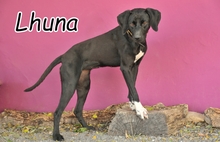 LHUNA, Hund, Mischlingshund in Spanien