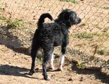 DIEGO, Hund, Mischlingshund in Spanien - Bild 2