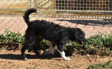 DIEGO, Hund, Mischlingshund in Spanien - Bild 3