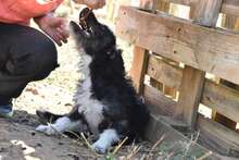 DIEGO, Hund, Mischlingshund in Spanien - Bild 4