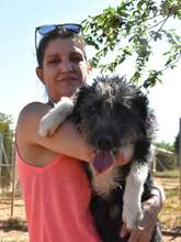 DIEGO, Hund, Mischlingshund in Spanien - Bild 5