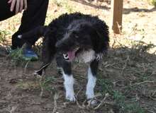 DIEGO, Hund, Mischlingshund in Spanien - Bild 7