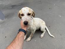 MERCEDES, Hund, Mischlingshund in Neu-Bamberg - Bild 1