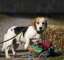 ALMA, Hund, Beagle in Ungarn - Bild 1
