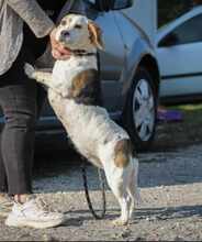 ALMA, Hund, Beagle in Ungarn - Bild 2