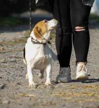 ALMA, Hund, Beagle in Ungarn - Bild 3