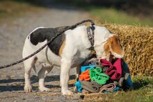 ALMA, Hund, Beagle in Ungarn - Bild 4
