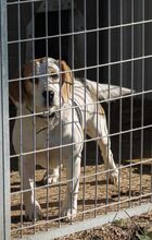 ALMA, Hund, Beagle in Ungarn - Bild 5