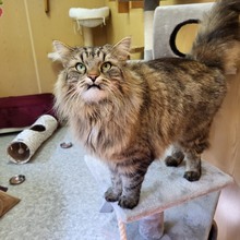 DANILO, Katze, Norwegische Waldkatze in Großröhrsdorf - Bild 1