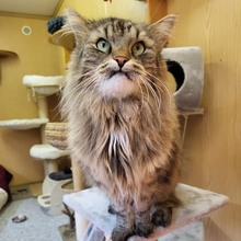 DANILO, Katze, Norwegische Waldkatze in Großröhrsdorf - Bild 2