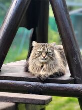 DANILO, Katze, Norwegische Waldkatze in Großröhrsdorf - Bild 3